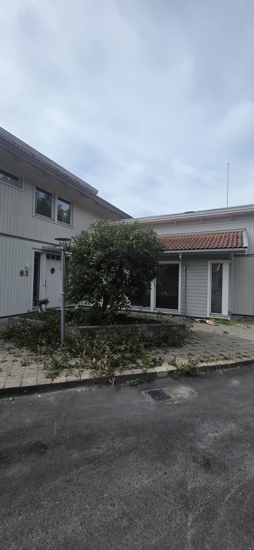 Buske efter beskärning