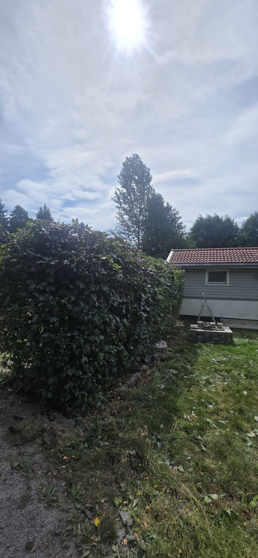 Häck efter klippning